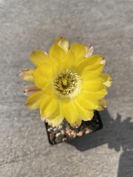 Acanthocalycium glaucum